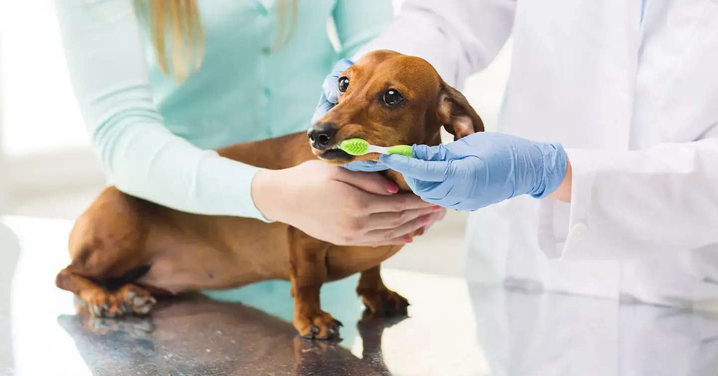Dental Insurance for Pets in 2025: Protecting Smiles and Saving on Vet Bills