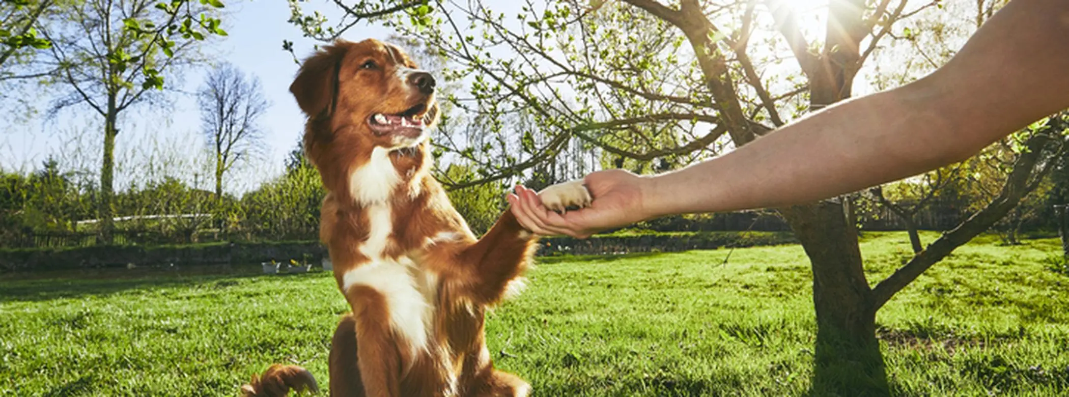 Mastering the Art of Dog Training: Unlock Your Pup’s Full Potential!